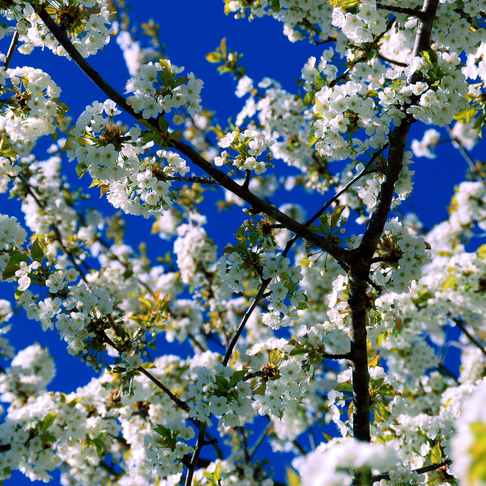 Vita blommor