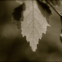 Don't leaf me
