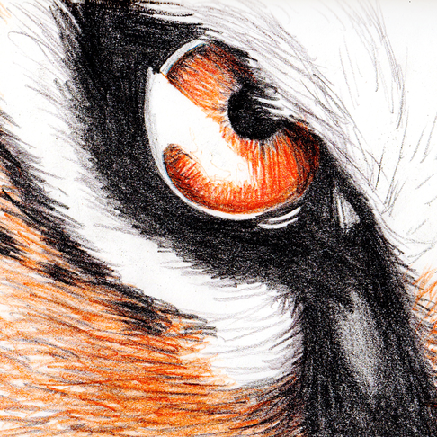 Eye of the Tiger Eye of the Tiger