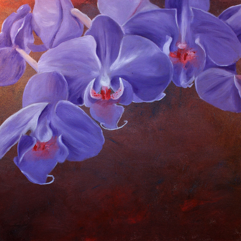 LIla orkider LIla orkider