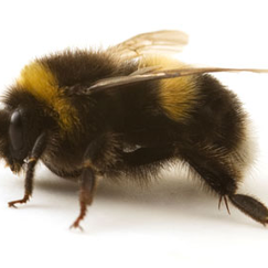 Tv myter om humlor som borde d Tv myter om humlor som borde d